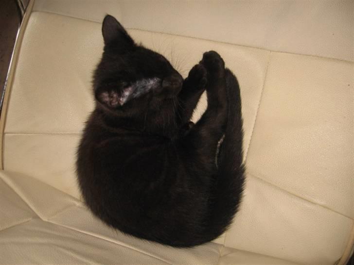 Blanding af racer Tiger (Den kloge) billede 2