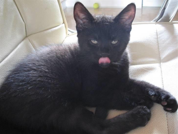 Blanding af racer Tiger (Den kloge) billede 3