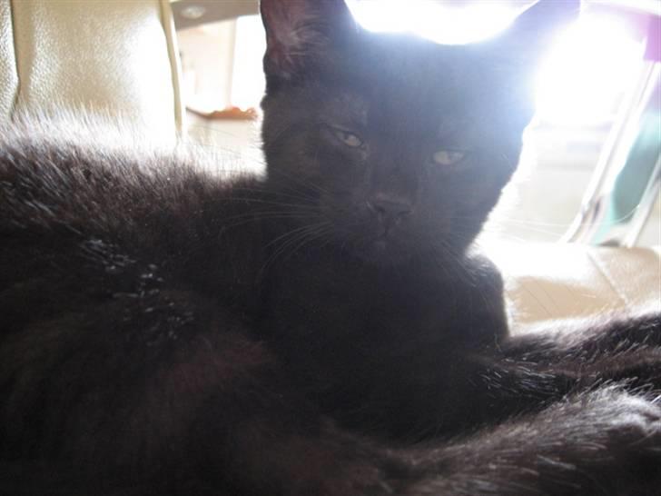 Blanding af racer Tiger (Den kloge) billede 4