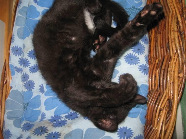 Blanding af racer Tiger (Den kloge) billede 5