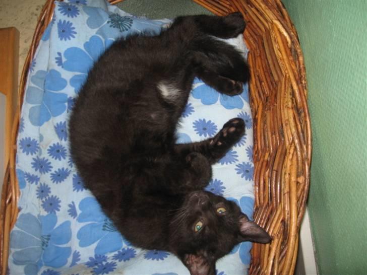 Blanding af racer Tiger (Den kloge) billede 6