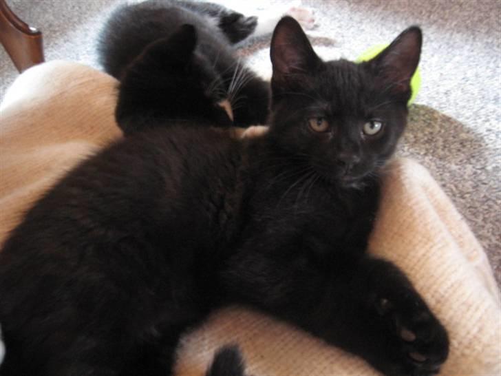 Blanding af racer Tiger (Den kloge) billede 7