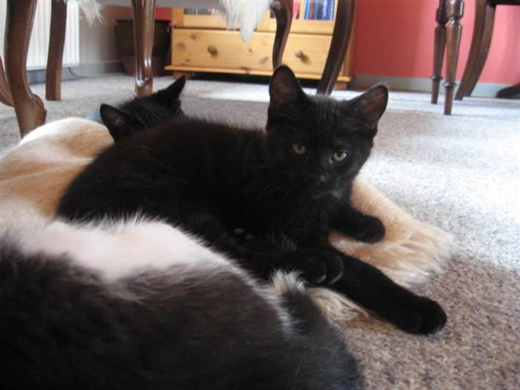 Blanding af racer Tiger (Den kloge) billede 8