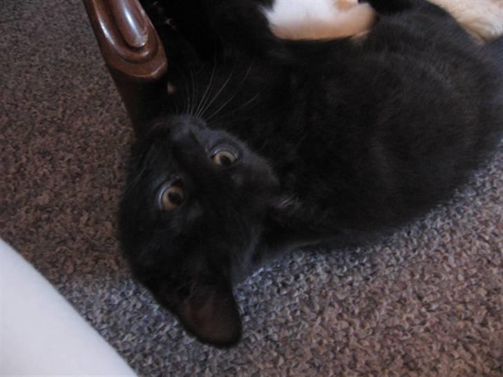 Blanding af racer Tiger (Den kloge) billede 9