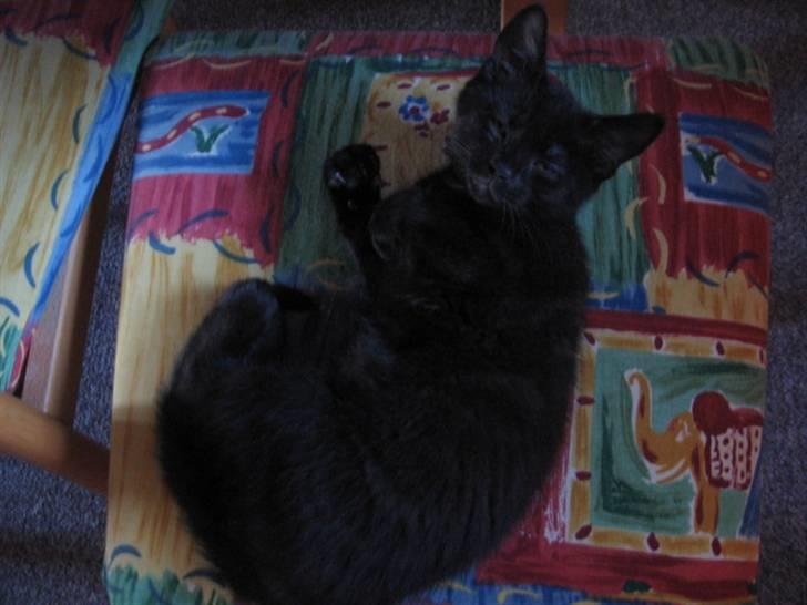 Blanding af racer Tiger (Den kloge) billede 10