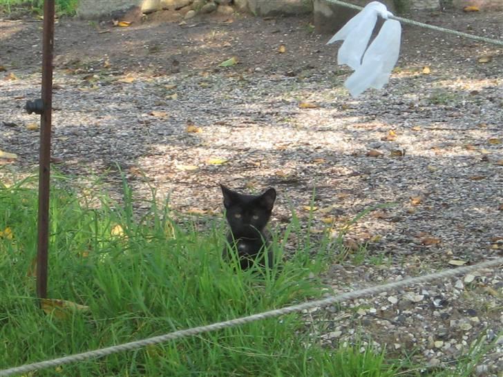 Blanding af racer Tiger (Den kloge) billede 11