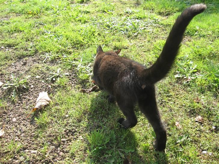 Blanding af racer Tiger (Den kloge) billede 12