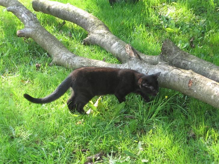 Blanding af racer Tiger (Den kloge) billede 13