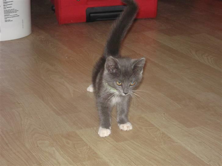 Huskat kikki billede 1