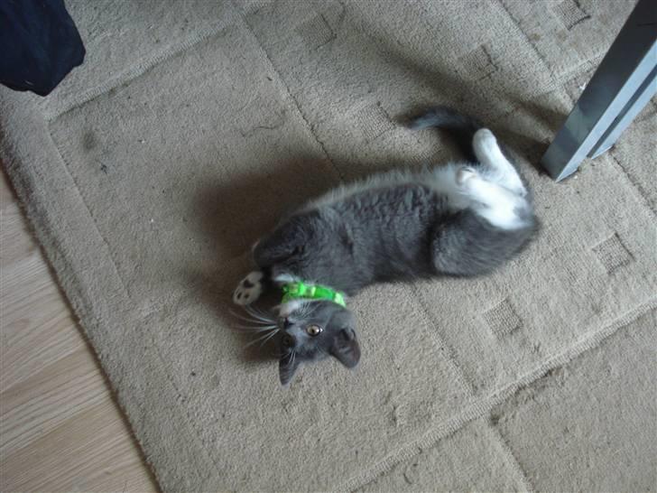 Huskat kikki billede 2