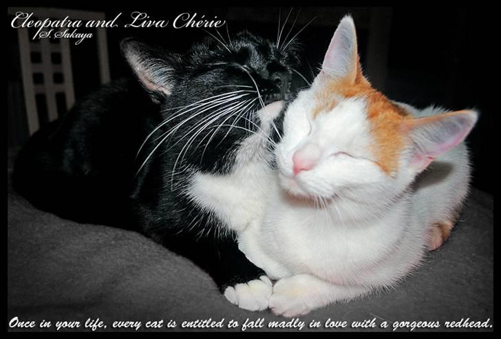 Blanding af racer 'Cleopatra - Once in your life, every cat is entitled to fall madly in love with a gorgeous redhead. billede 14