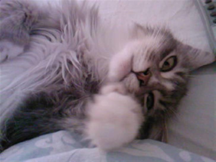 Maine Coon Emmy - flyttet - Puttegris :) billede 11