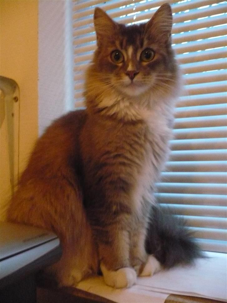 Maine Coon Emmy - flyttet billede 12