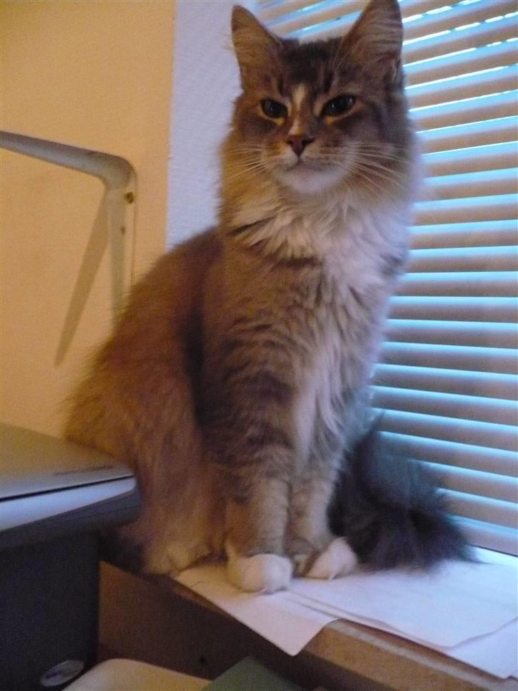 Maine Coon Emmy - flyttet billede 13