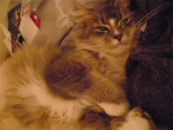 Maine Coon Emmy - flyttet - Fjolle :P billede 14