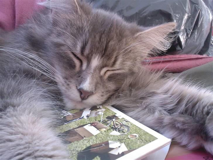 Maine Coon Emmy - flyttet - Så hjælper Emmy lige mor med at flytte :) billede 15