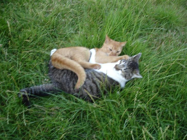 Huskat Brutalis Den Store - Muler Simba Den Farlige billede 11