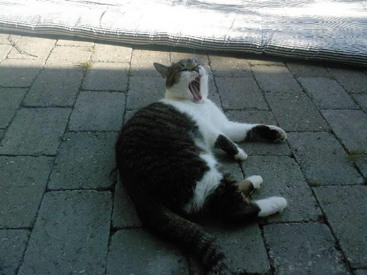 Huskat Brutalis Den Store - Man blir træt af den varme...  billede 12