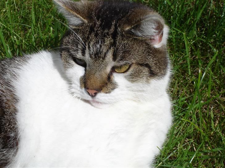 Huskat Brutalis Den Store - sommer 09. billede 15