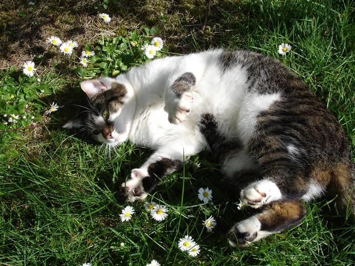 Huskat Brutalis Den Store - Deejligt forår.. billede 16