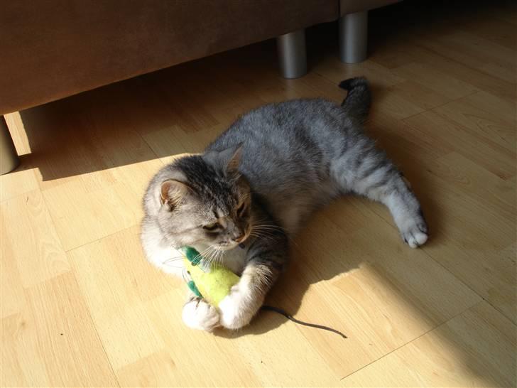 Huskat Bisse Misse R.I.P. 281210 billede 15