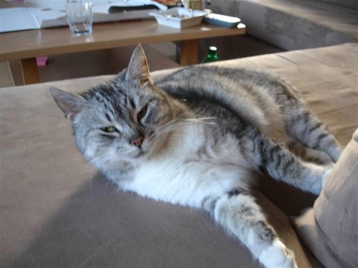 Huskat Bisse Misse R.I.P. 281210 billede 16