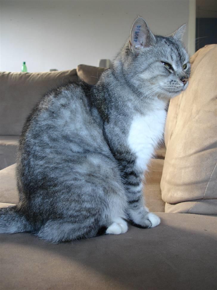 Huskat Bisse Misse R.I.P. 281210 billede 17