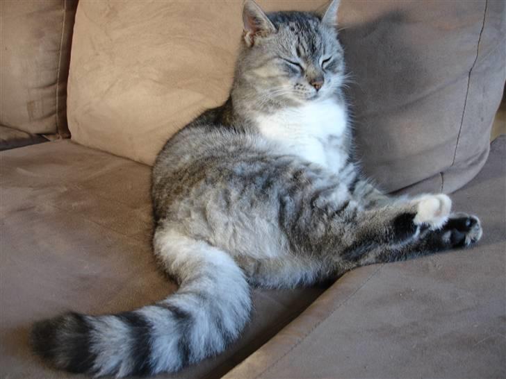 Huskat Bisse Misse R.I.P. 281210 billede 18