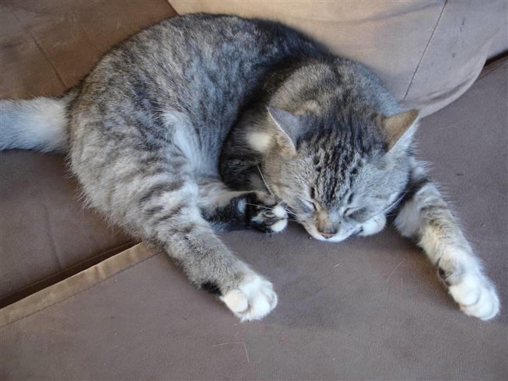 Huskat Bisse Misse R.I.P. 281210 billede 19