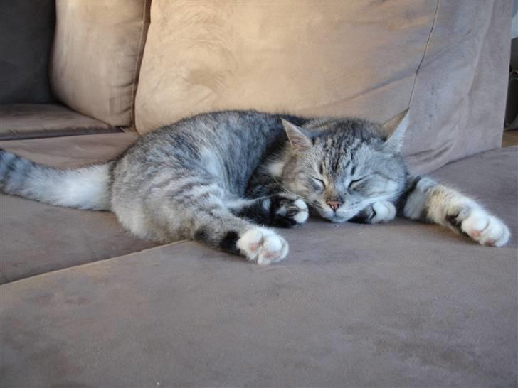 Huskat Bisse Misse R.I.P. 281210 billede 20