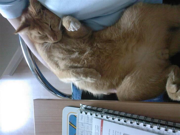 Blanding af racer Simba Den Farlige - Eeelsker og putte hos  min mor... billede 14