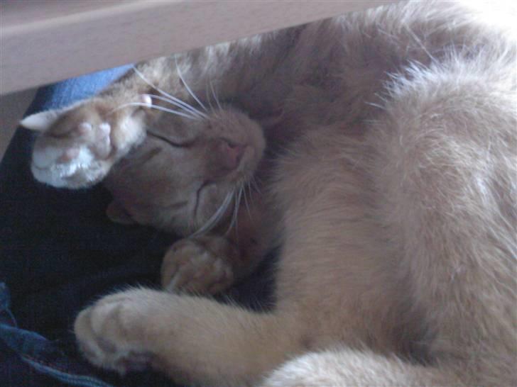 Blanding af racer Simba Den Farlige - sover lige lidt billede 15