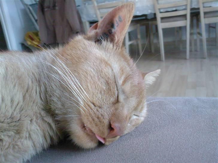 Blanding af racer Simba Den Farlige - Tungen kan godt være lidt for lang nogen gange.. billede 16