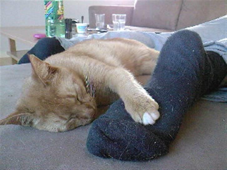 Blanding af racer Simba Den Farlige - GODNAT Simba ;0) billede 17