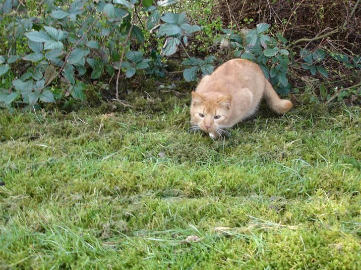 Blanding af racer Simba Den Farlige - PAS PÅ!!! billede 18