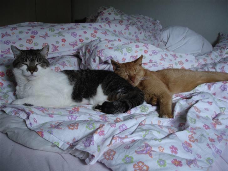 Blanding af racer Simba Den Farlige - Det er SÅÅÅ hyggeligt Basse... billede 19