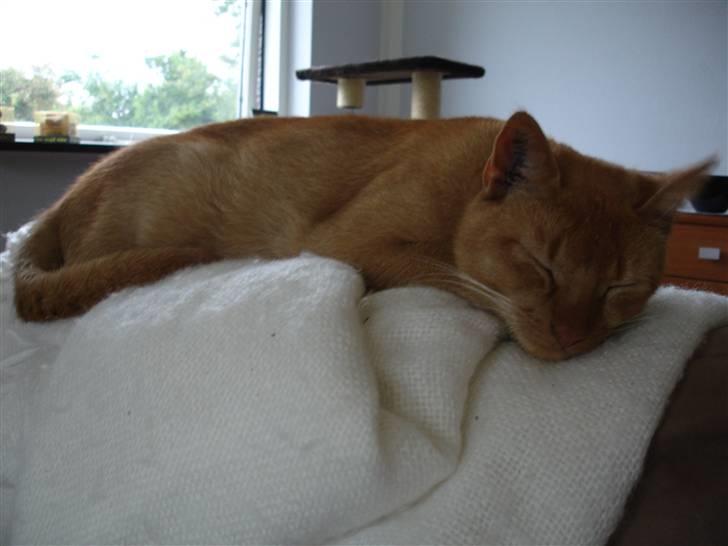 Blanding af racer Simba Den Farlige billede 20