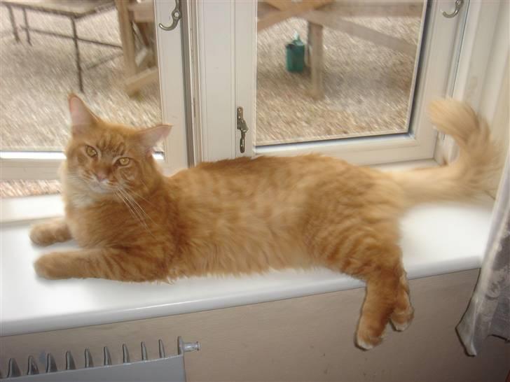 Maine Coon Hannibal   ( død ) - hans ynglings plads indenfor  billede 1