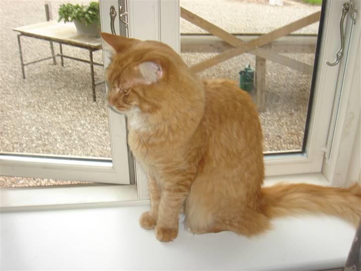 Maine Coon Hannibal   ( død ) - hvad sker der lige derude  billede 2