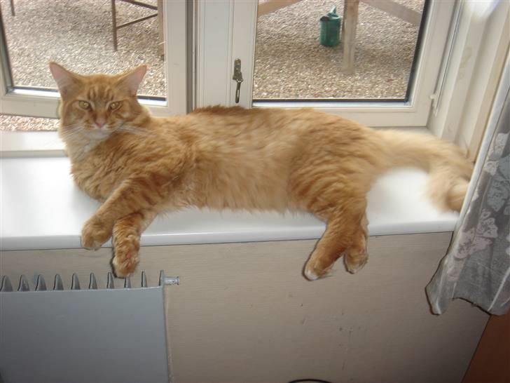 Maine Coon Hannibal   ( død ) - nu er jeg træt af dette her nu vil jeg sove  billede 3