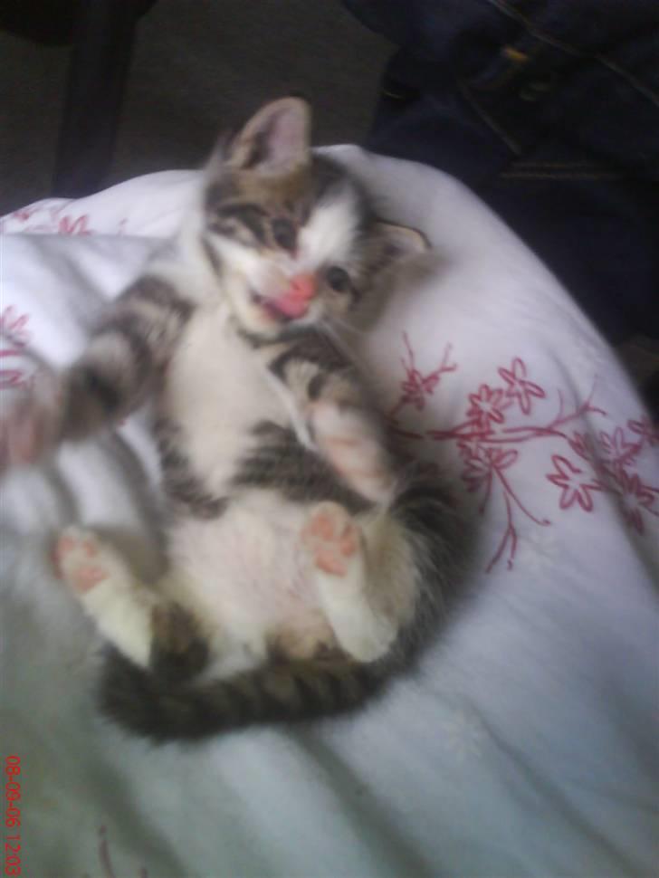 Blanding af racer Daisy :-) -  billede 2