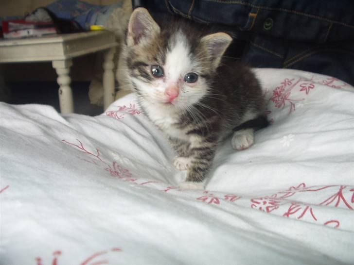 Blanding af racer Daisy :-) -  billede 3