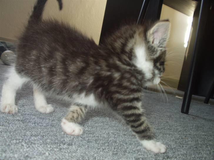 Blanding af racer Daisy :-) -  billede 4