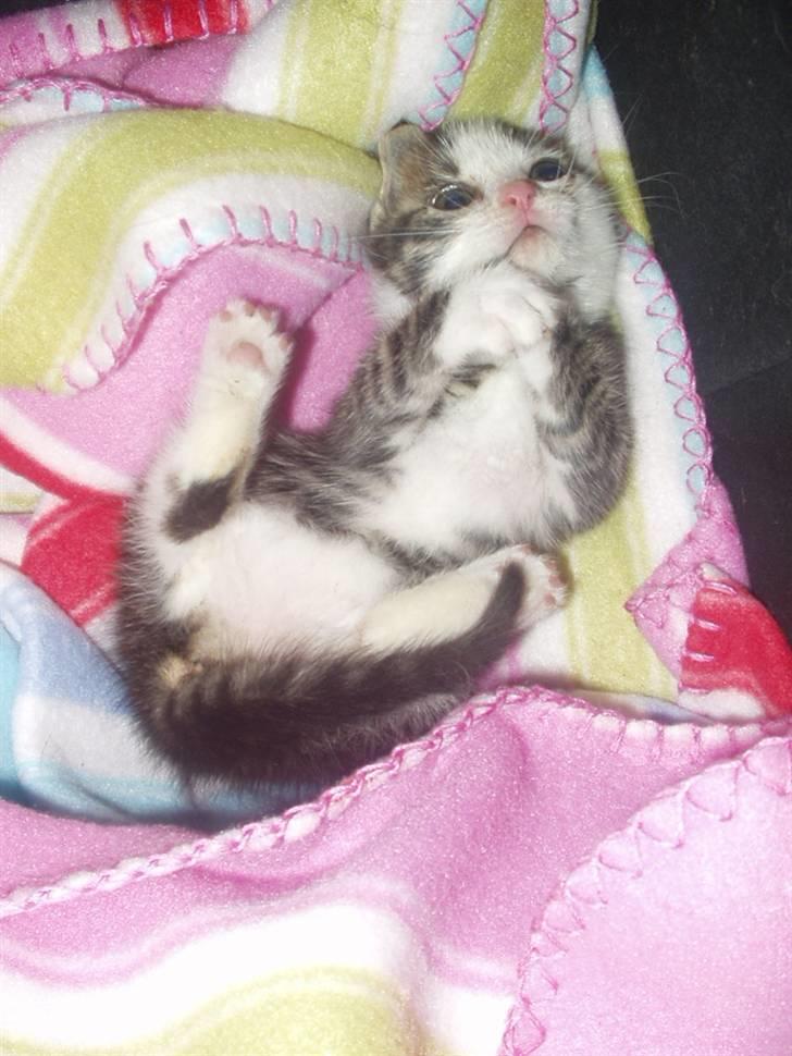 Blanding af racer Daisy :-) -  billede 5