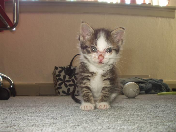 Blanding af racer Daisy :-) -  billede 6