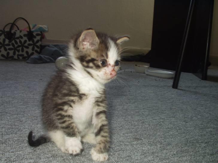 Blanding af racer Daisy :-) -  billede 7