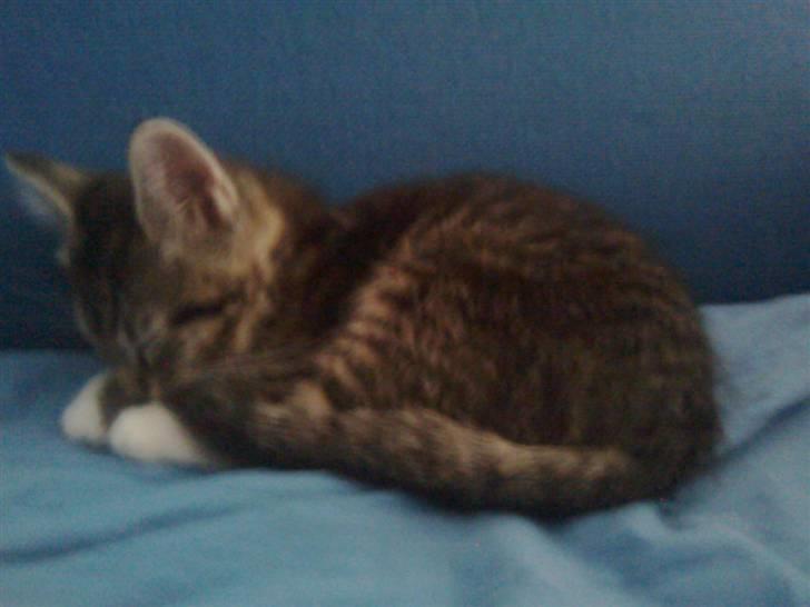 Huskat Mika / Monty billede 1