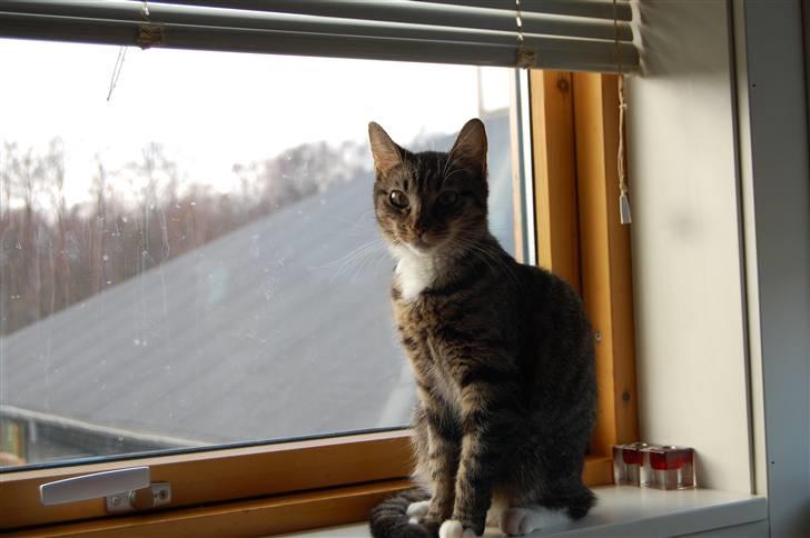 Huskat Mika / Monty billede 2