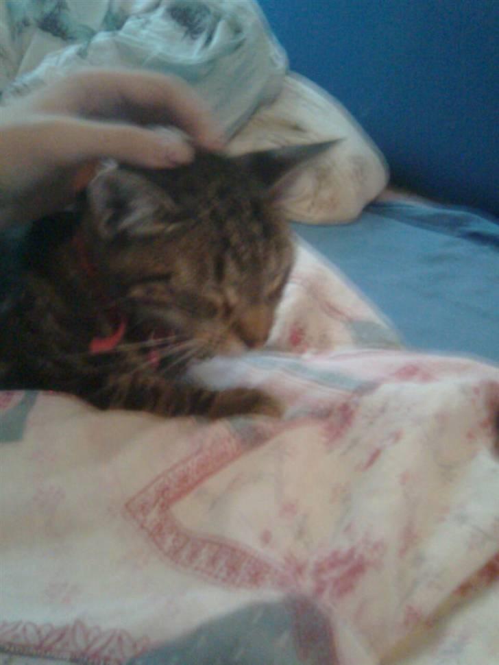 Huskat Mika / Monty billede 3