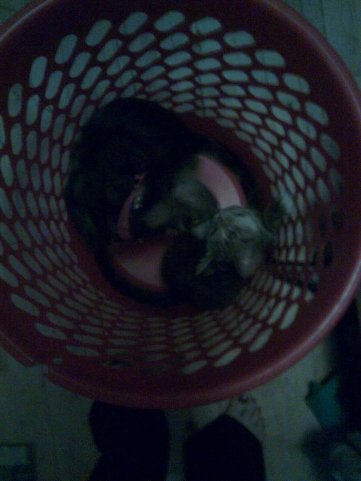 Huskat Mika / Monty billede 4